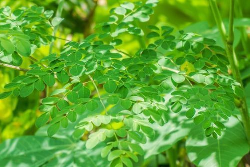 moringa.jpg