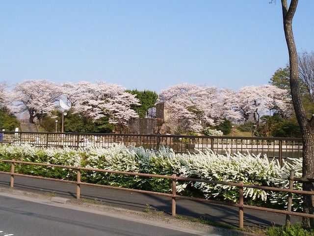 sakura-1.jpg