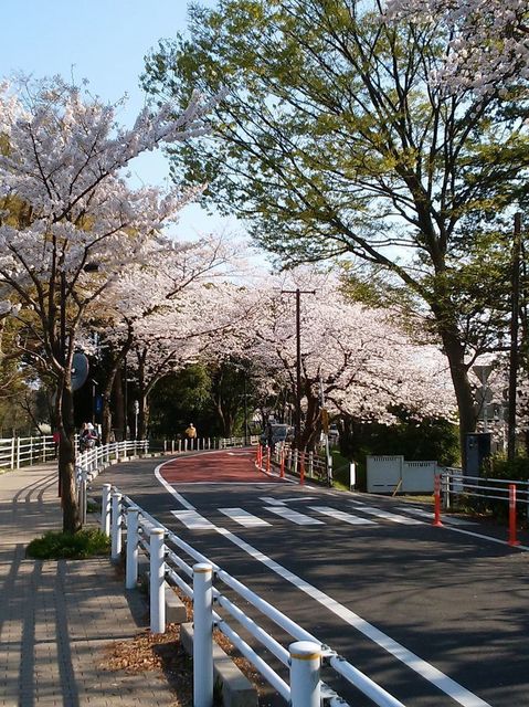sakura-2.jpg