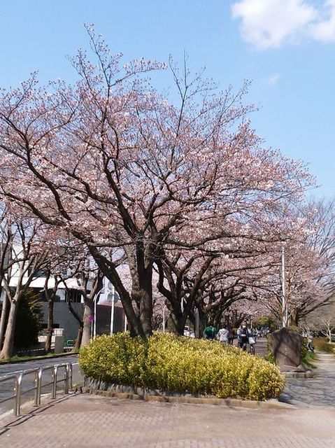 sakura2017-1.jpg
